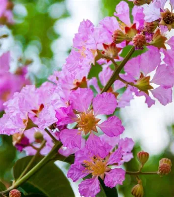  Quel Est Le Secret De La Beauté Dans The Queen's Flowers ?